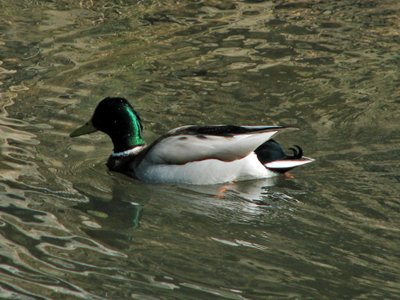 The male Mallard