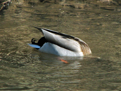 Head dunked in cold water