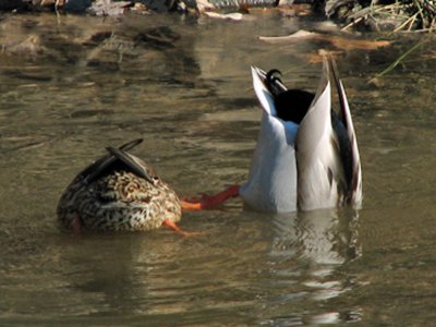 Joint Performance - bottoms up!