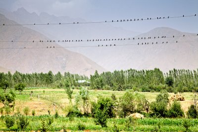 The birds - Navdi village, Gharm