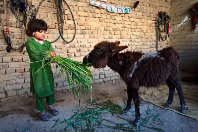 Feeding baby donkey - Mardan