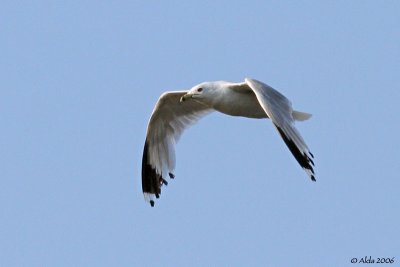 Seagull in July