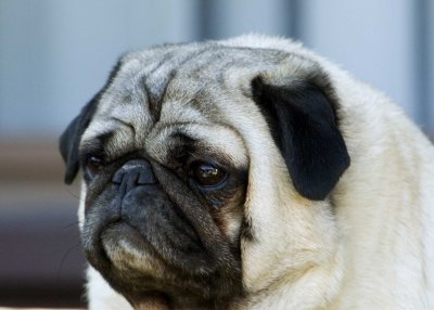Pictures of Pugs
