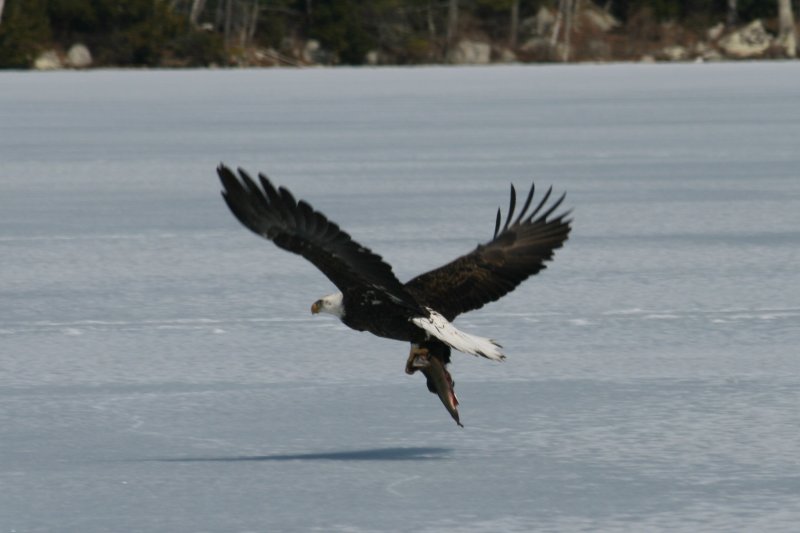 Eagle at Manning Lake - March 2010