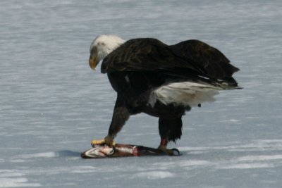 Eagle with Fish at Manning Lake - March 2010