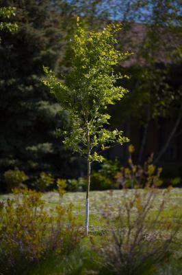 Our New Hawthorn Tree