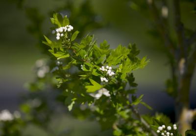 New Hawthorn Tree