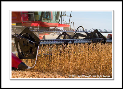 Case IH 6088 Combine Harvesting Soy Beans