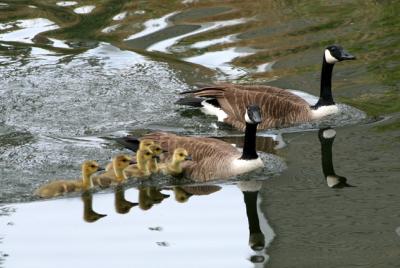 If this goose mother counts, happy Mother's Day too.