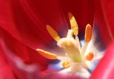 Inside a red Tulip