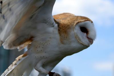 Barn Owl - the endangered species in IL