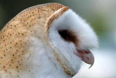 Barn Owl - the endangered species in IL