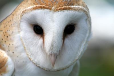 Barn Owl - the endangered species in Illinois
