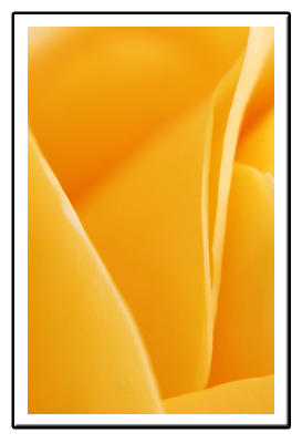 Yellow Rose