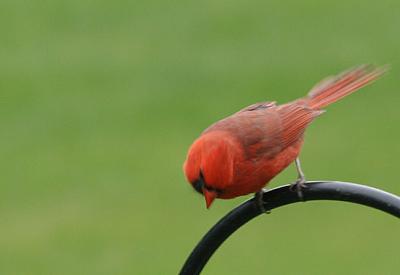Red Cardinal - what's going on down there?