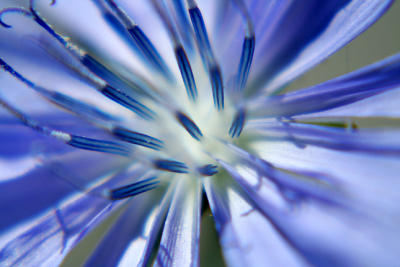 Chicory