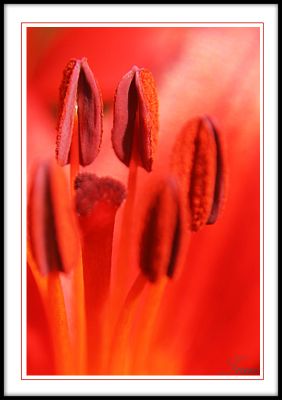 Red Lily