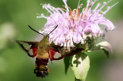 Hummingbird Moth and Wild Bergamot