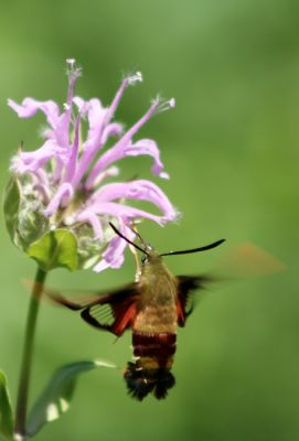 Hummingbird Moth and Wild Bergamot