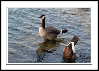 Goose A: Too hot!!!  Goose B: Cool down here.