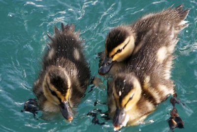 Baby Ducks