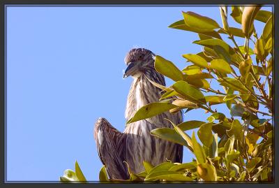 herons