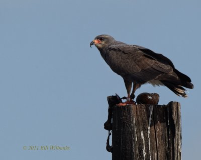 Snail Kite.jpg