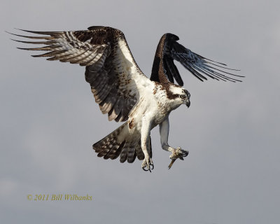 Osprey 01.jpg