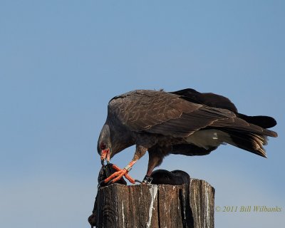 Snail Kite 02.jpg