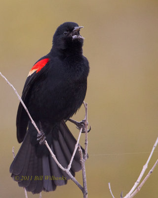 Red-winged Blackbird.jpg
