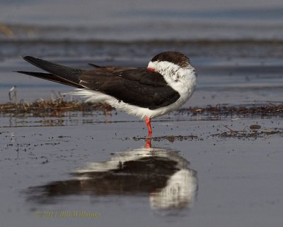 Black Skimmer Naping.jpg