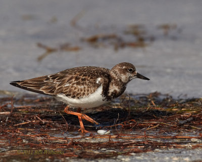 Ruddy Turnstone.jpg