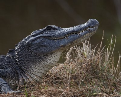 American Alligator.jpg
