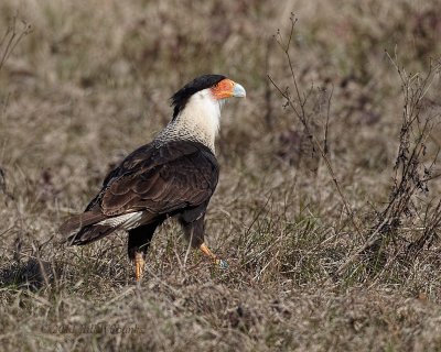 Crested Caracara.jpg