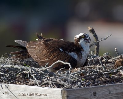 Osprey on nest 02.jpg