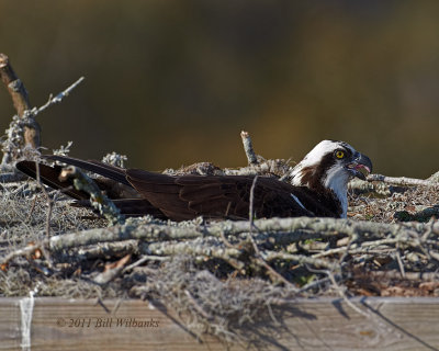Osprey on the Nest 02.jpg