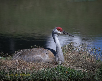 Sandhill Crane on Nest.jpg