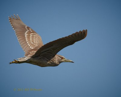 Juvi Black Crouned Night Heron 03.jpg