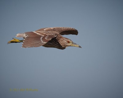 Juvi Black-crouned Night-heron 01.jpg