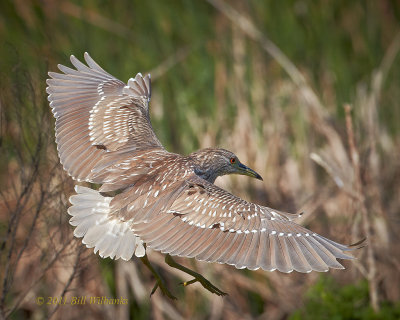 Juvi Black-crowned Night-Heron.jpg