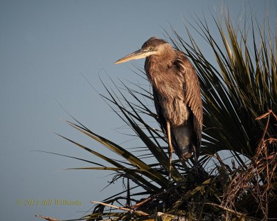 GBH  in a Palm Tree.jpg