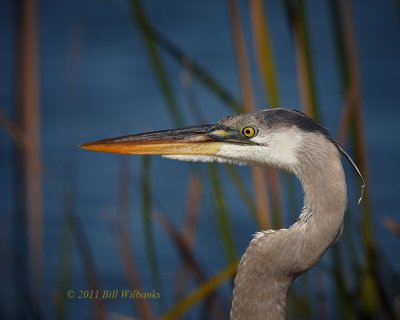 Long-legged Waders