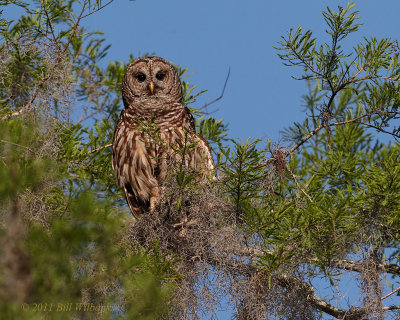 Toho Barred Owl Perched.jpg