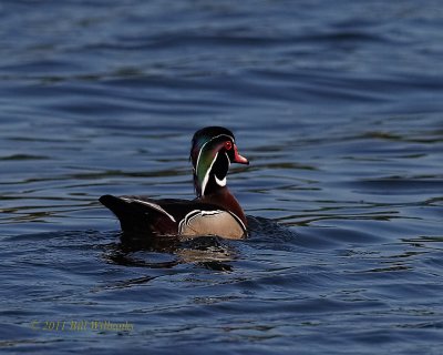 Wood Duck.jpg