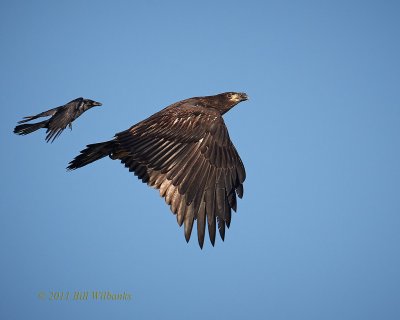 Young Eagle Crow in Pursuit.jpg