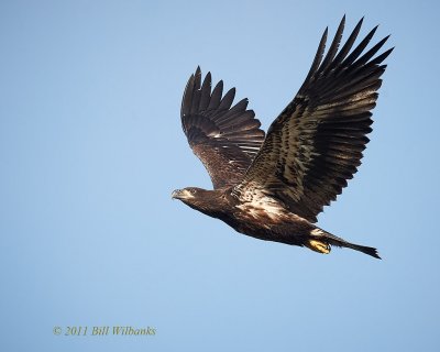 Young Eagle Flight.jpg