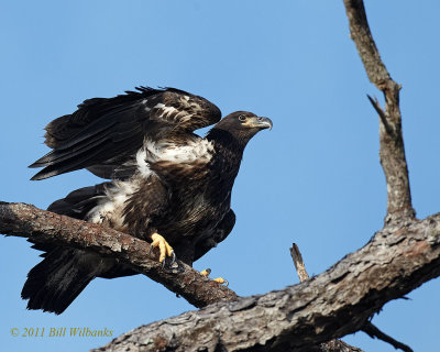 Young Eagle Ready for Takeoff.jpg