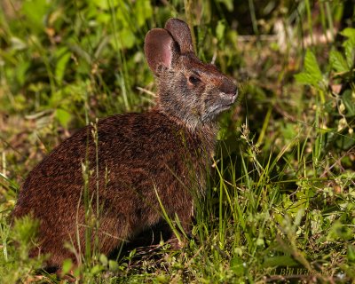 Marsh Rabbit.jpg