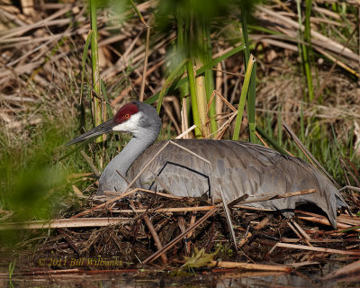 On The Nest.jpg