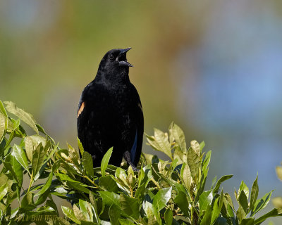 Young Red-winged Blackbird.jpg